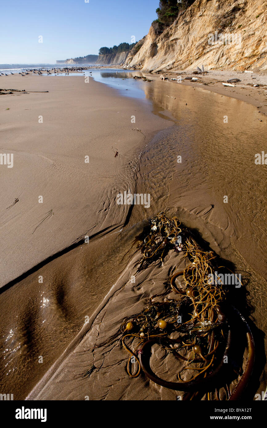 Anchor Bay, Mendocino County, California, Stati Uniti d'America Foto Stock