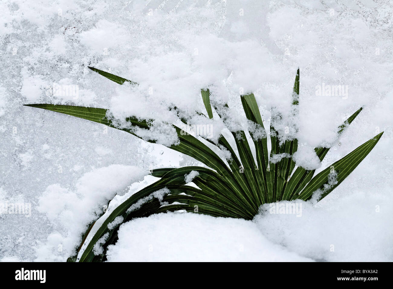 Neve artificiale coperta di foglie di palma, ghiacciato, all'aperto Foto Stock