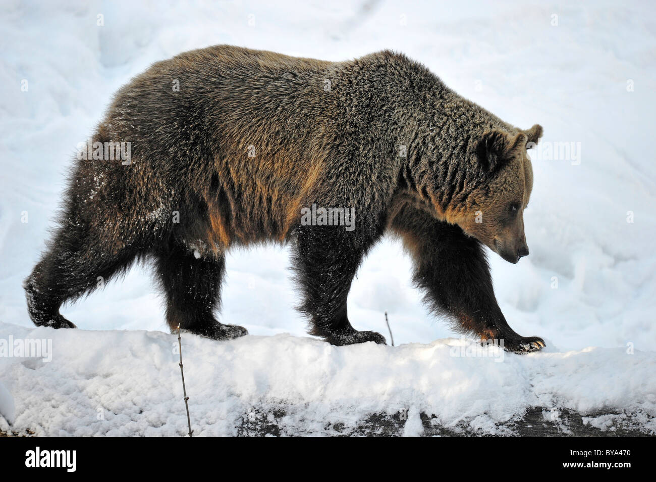L'orso bruno (Ursus arctos) nella neve Foto Stock