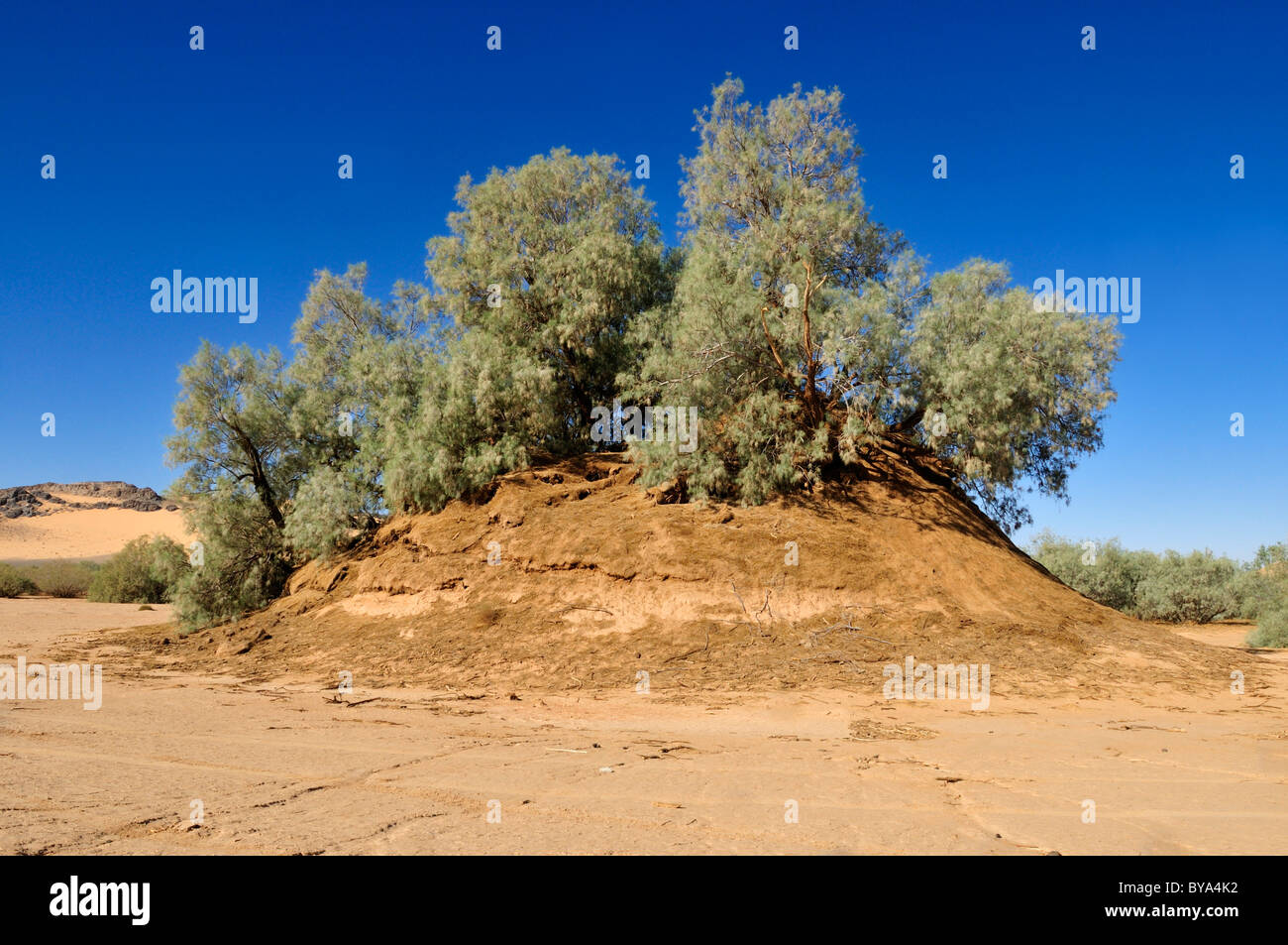 Tamarisco (Tamarix) che cresce su un sandhill in un wadi di Erg Tihodaine, Wilaya Tamanrasset, Algeria, sahara Africa del Nord Foto Stock