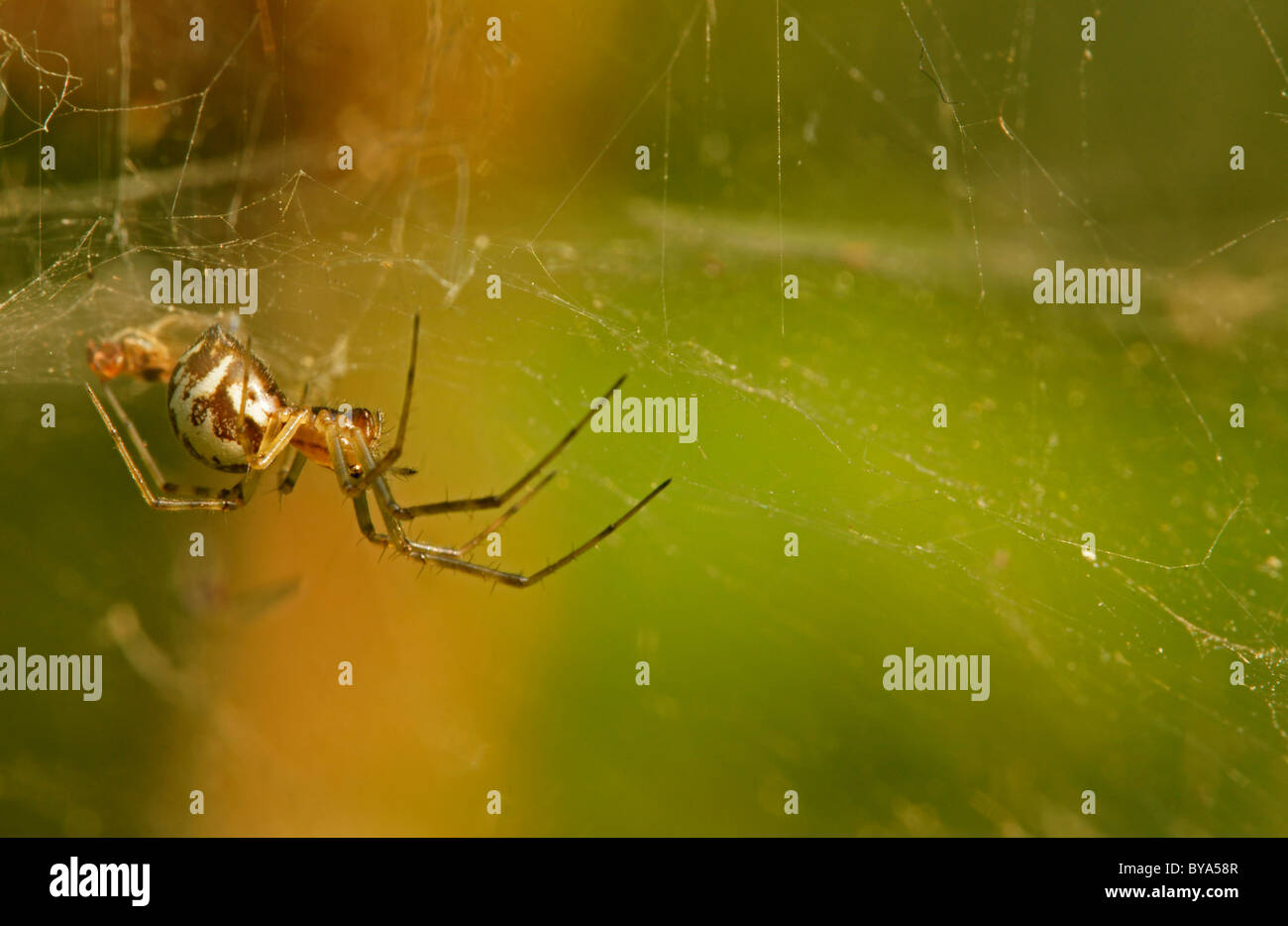 Fondi comuni Spider (Linyphia triangularis) Foto Stock