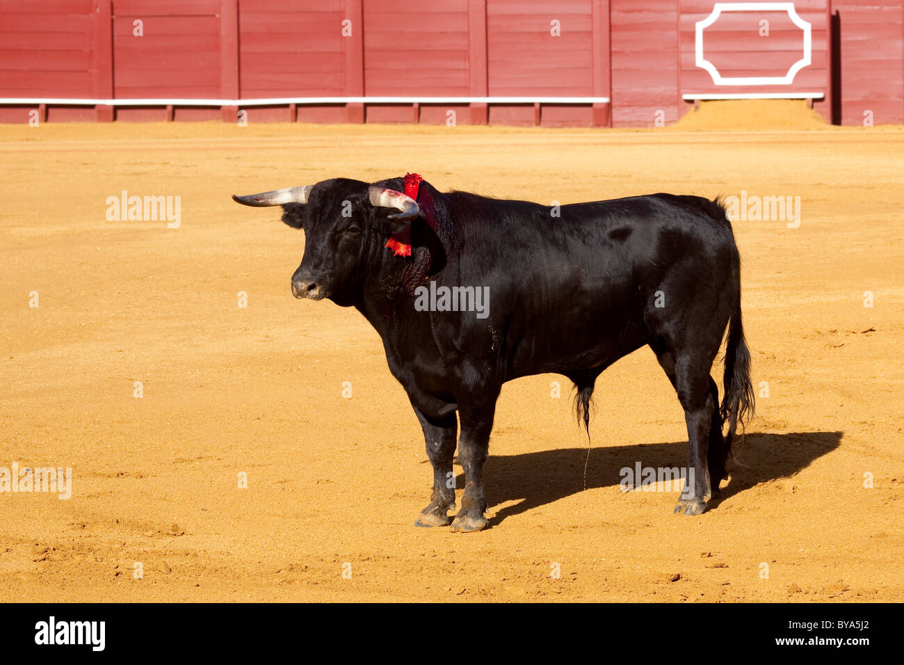 Bull, Plaza de Toros de la Maestranza Bull Ring, Siviglia, in Andalusia, Spagna, Europa Foto Stock