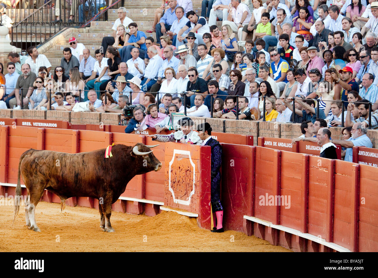 Bull, Plaza de Toros de la Maestranza Bull Ring, Siviglia, in Andalusia, Spagna, Europa Foto Stock