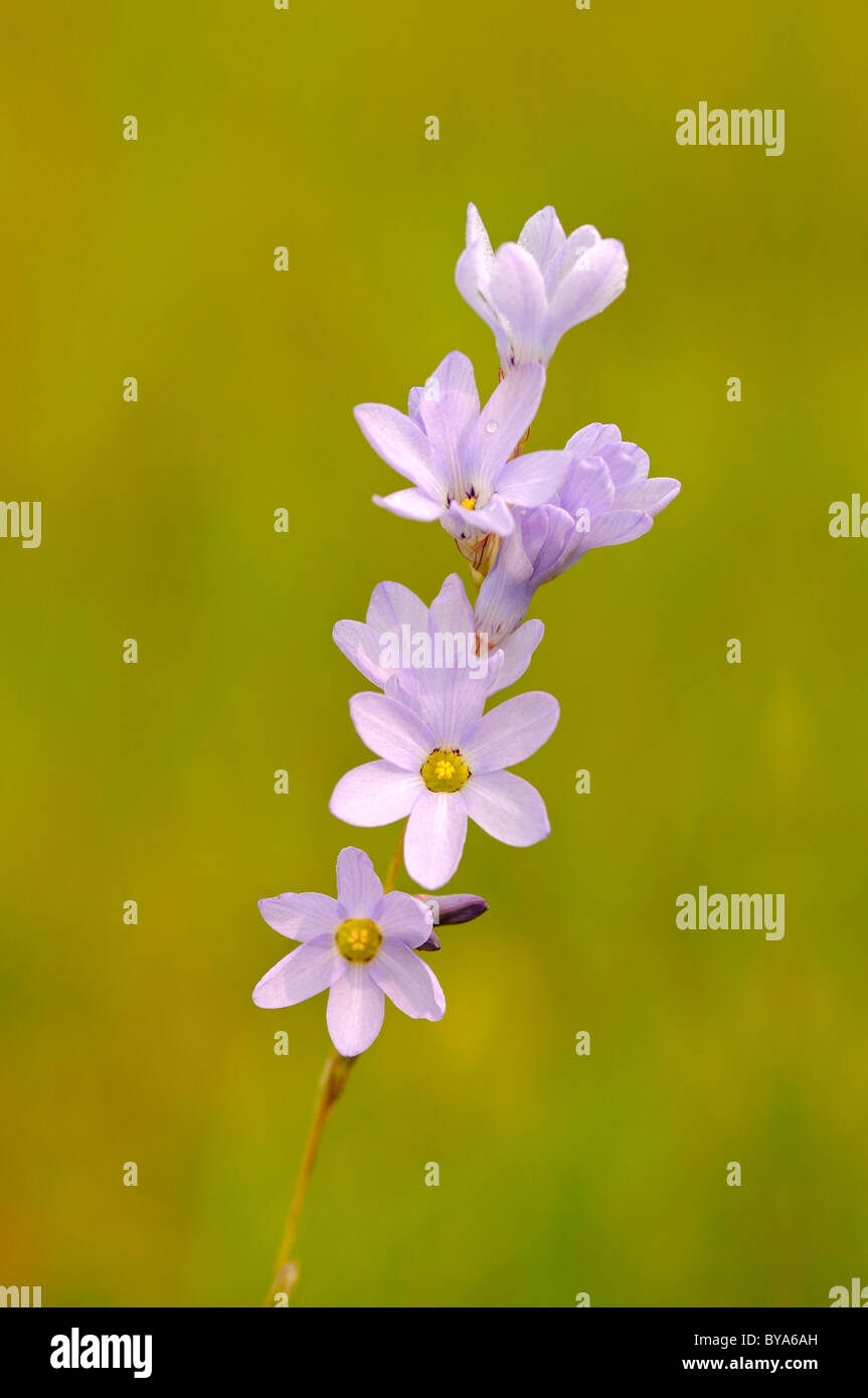 Giglio di mais (Ixia rapunculoides), Bokkeveld altopiano, Namaqualand, Sud Africa Foto Stock