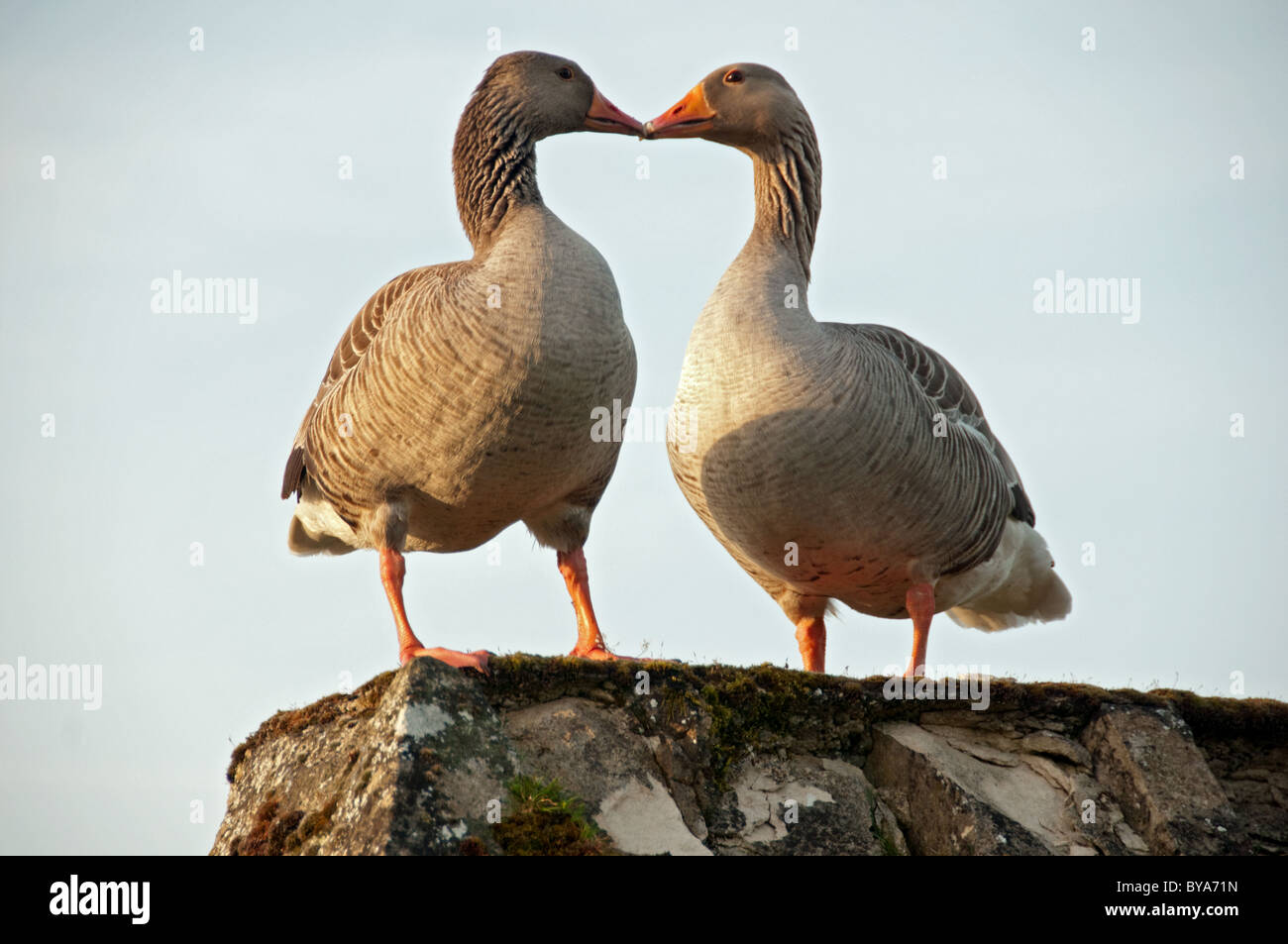 Due oche sfregamento becchi insieme in piedi sul muro di pietra. Foto Stock