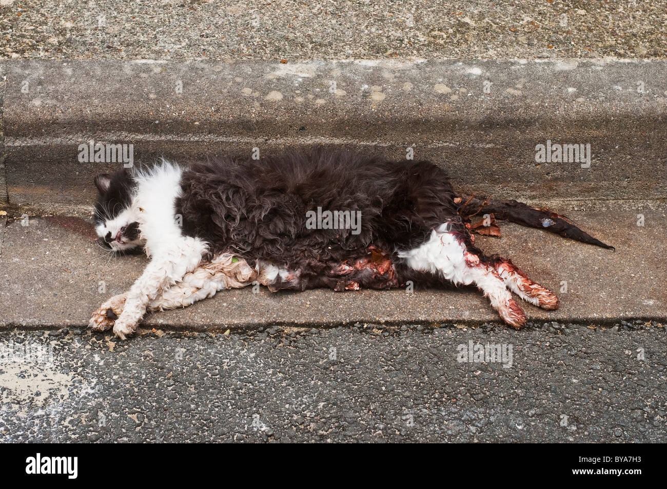 Gatto morto in gronda stradale / pet vittima di incidenti - Francia. Foto Stock