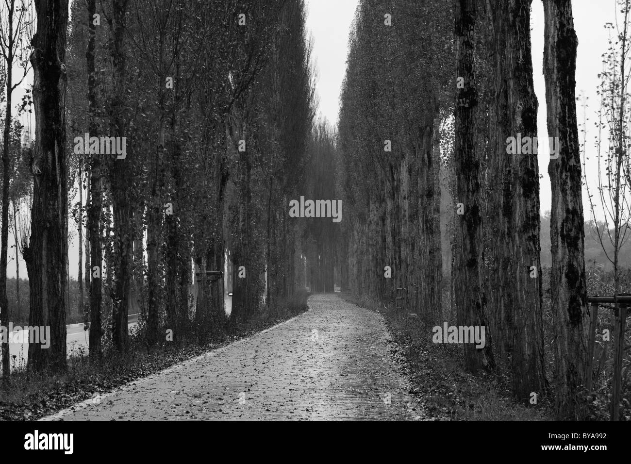 Poplar Avenue in autunno, isola di Reichenau, Baden-Wuerttemberg, Germania, Europa Foto Stock