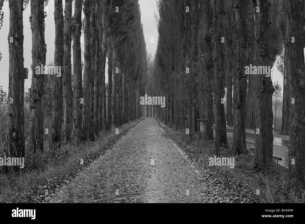 Poplar Avenue in autunno, isola di Reichenau, Baden-Wuerttemberg, Germania, Europa Foto Stock