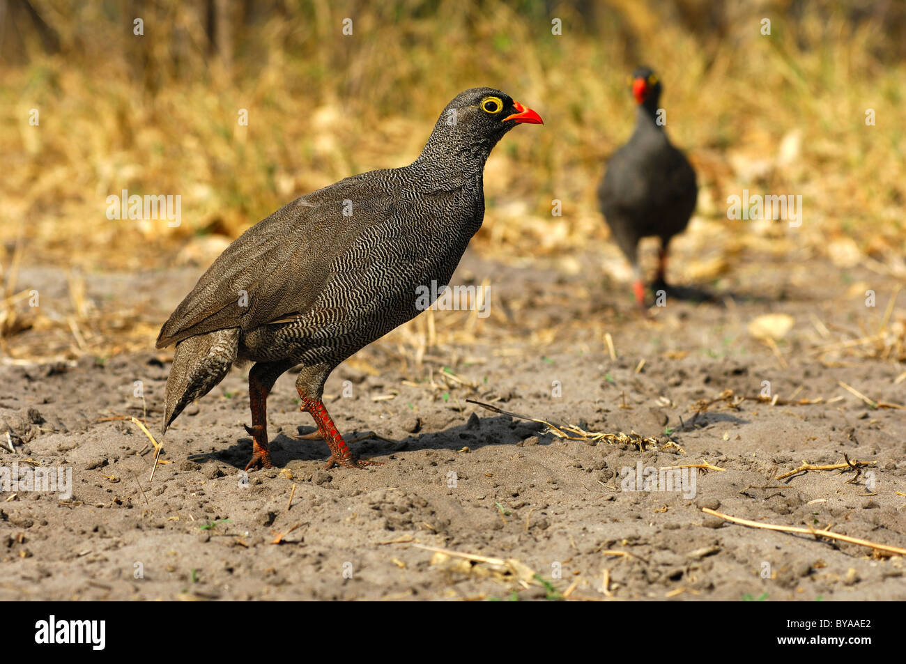 Rosso-fatturati Francolin (Francolinus adspersus), Savuti National Park, Botswana, Africa Foto Stock