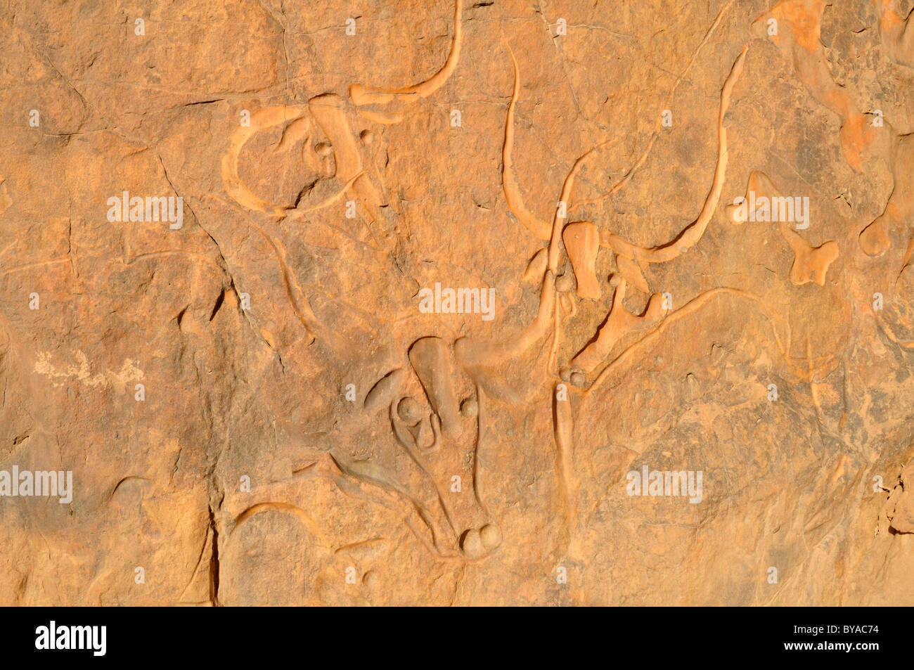 Incisione di roccia di una mucca di pianto, neolitica arte rupestre vicino Djanet, del Tassili n'Ajjer National Park, Patrimonio Mondiale dell Unesco Foto Stock