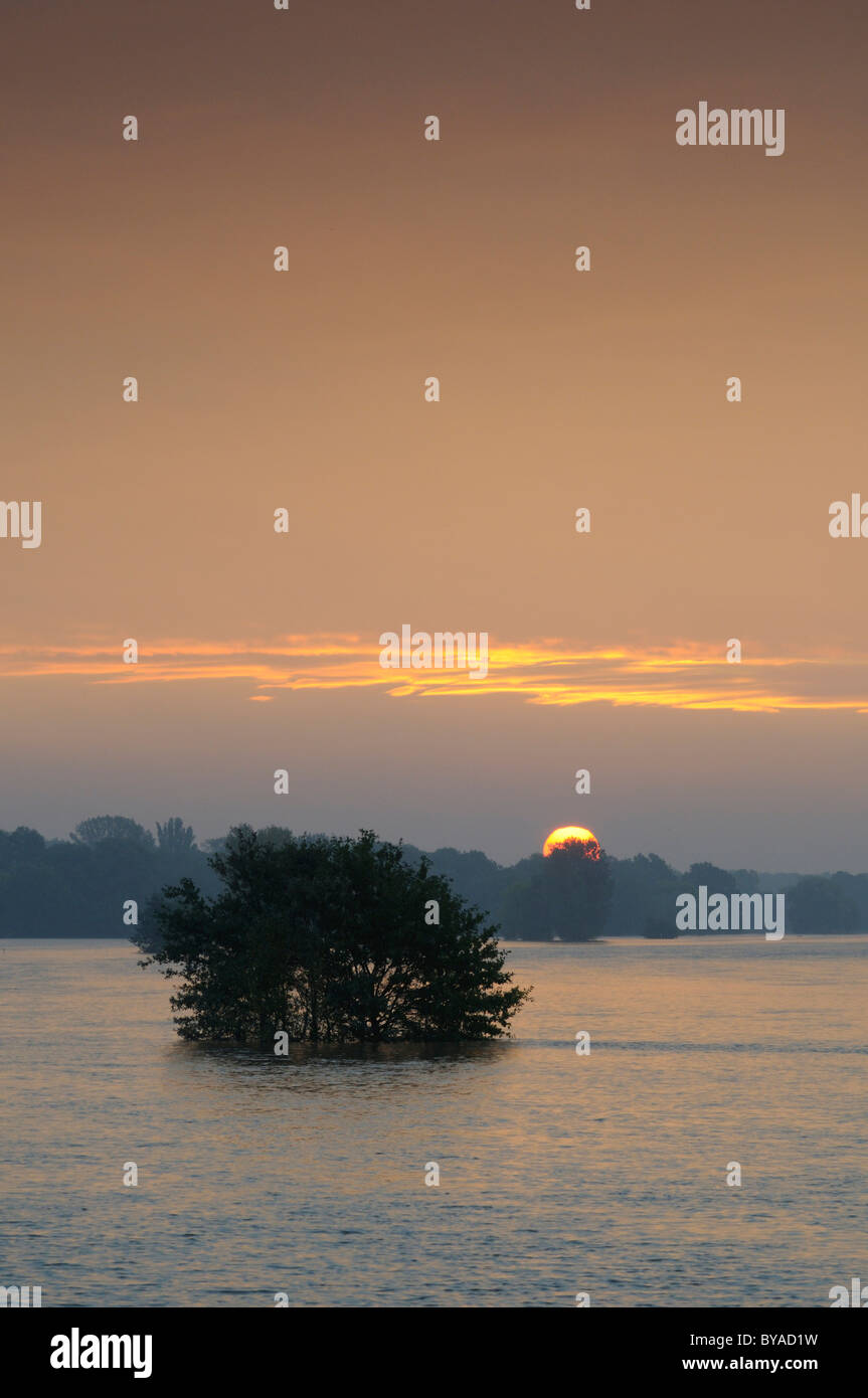 Albero su prati allagati sul fiume Elba vicino a Dessau presso sunrise, Mittlere Elbe riserva della biosfera, Sassonia-Anhalt Foto Stock