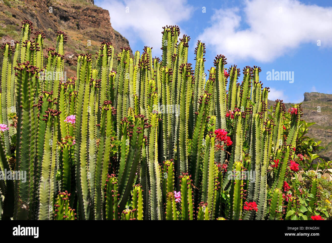 Primo piano della isola delle Canarie (Euforbia Euphorbia canariensis) e geranio fiore a Tenerife Foto Stock