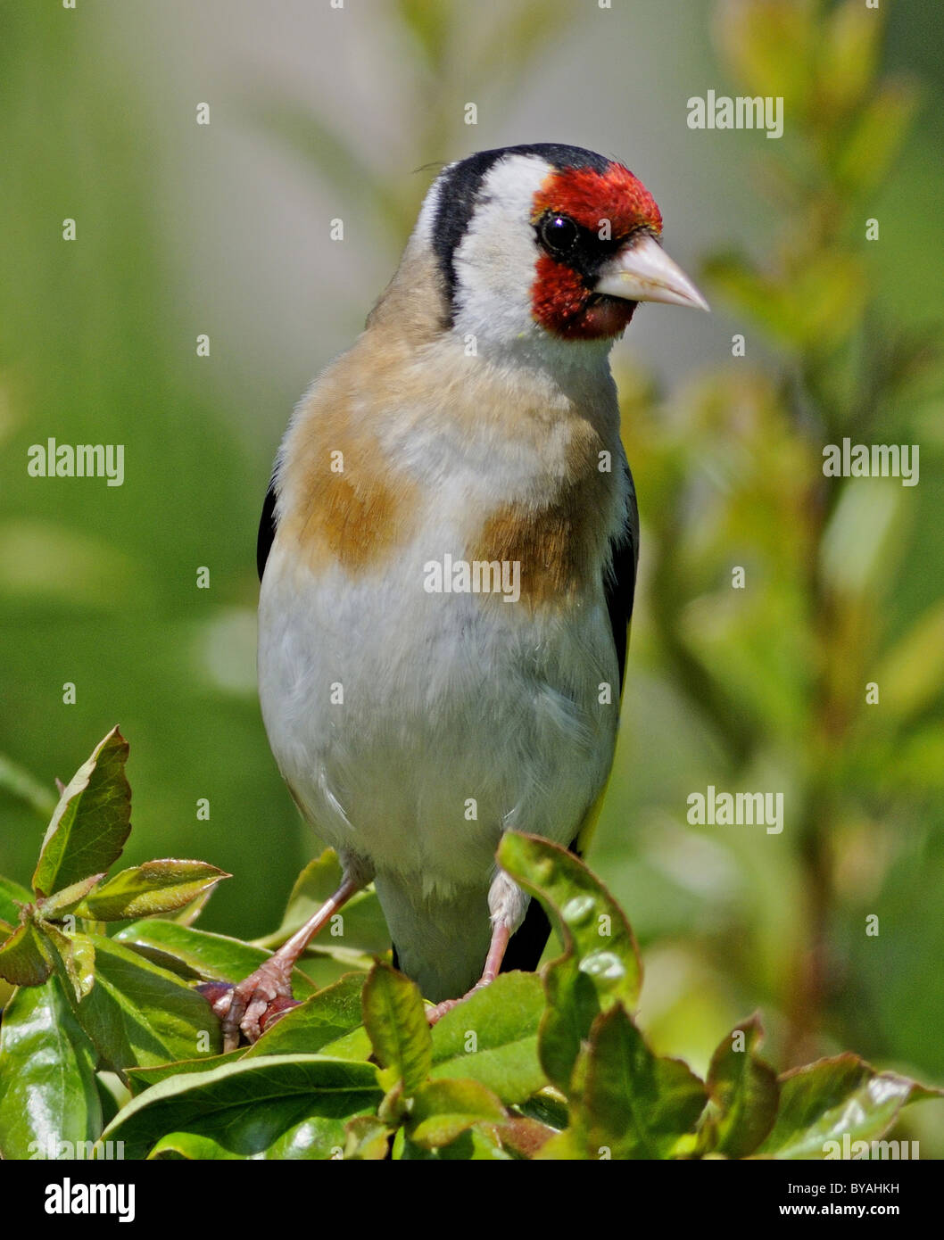 Questo è Cardellino (Carduelis carduelis) un colorato residenti in UK garden bird. Foto Stock