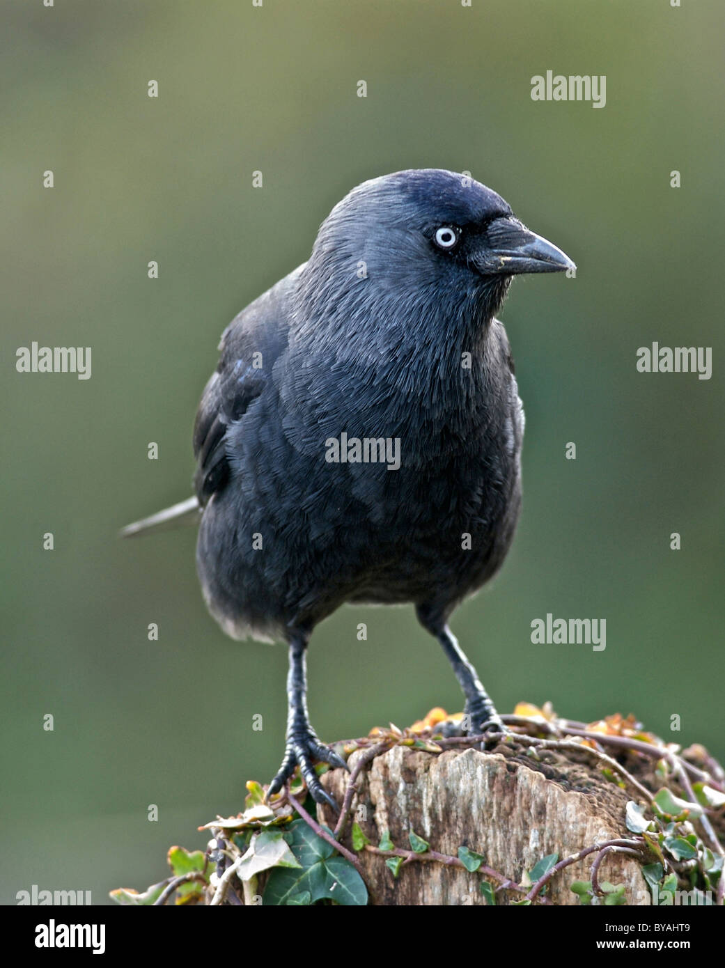 Taccola (Corvus monedula) più piccolo membro della famiglia corvo, un intelligente onnivoro bird. Foto Stock