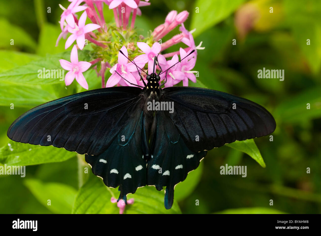 Black Butterfly. Foto Stock