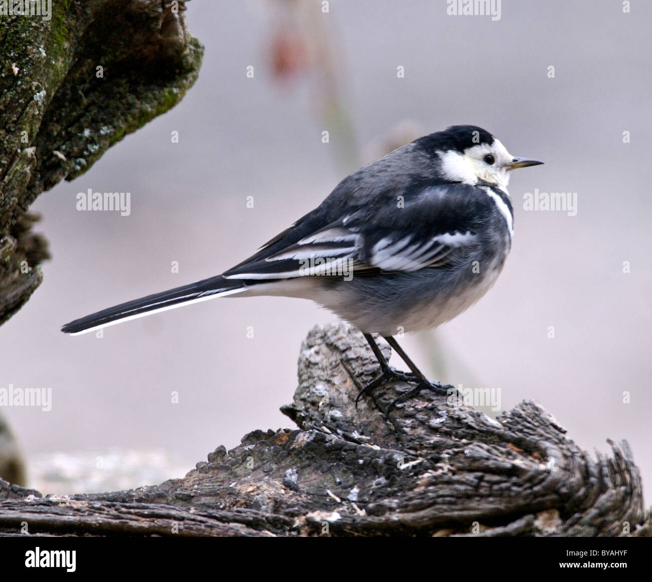 Pied Wagtail (Motacilla alba) trovato ampiamente in tutto il Regno Unito spesso un giardino visitatore Foto Stock