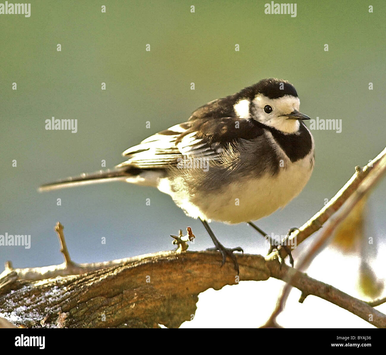 Pied Wagtail (Motacilla alba) trovato ampiamente in tutto il Regno Unito spesso un giardino visitatore Foto Stock