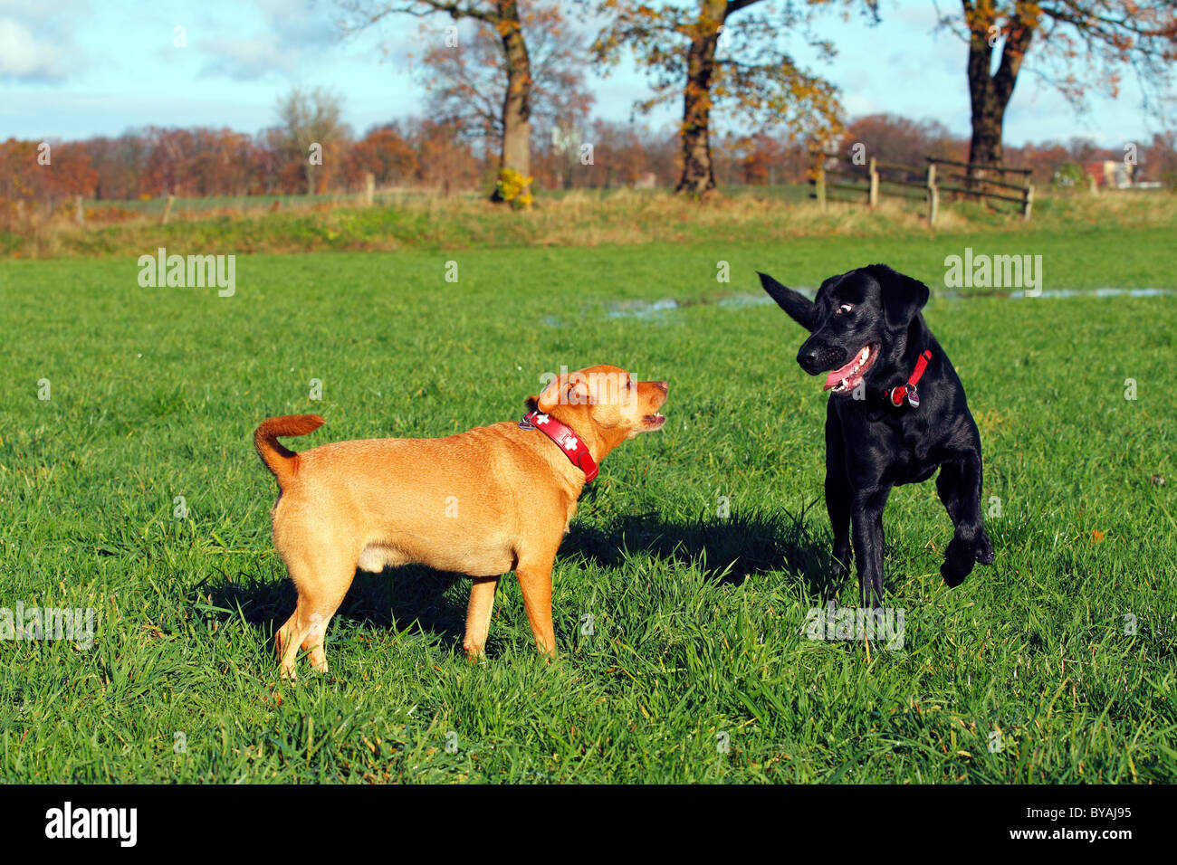 Maschio nero Labrador Retriever cane (Canis lupus familiaris), giocando con un mezzo cane di razza Foto Stock