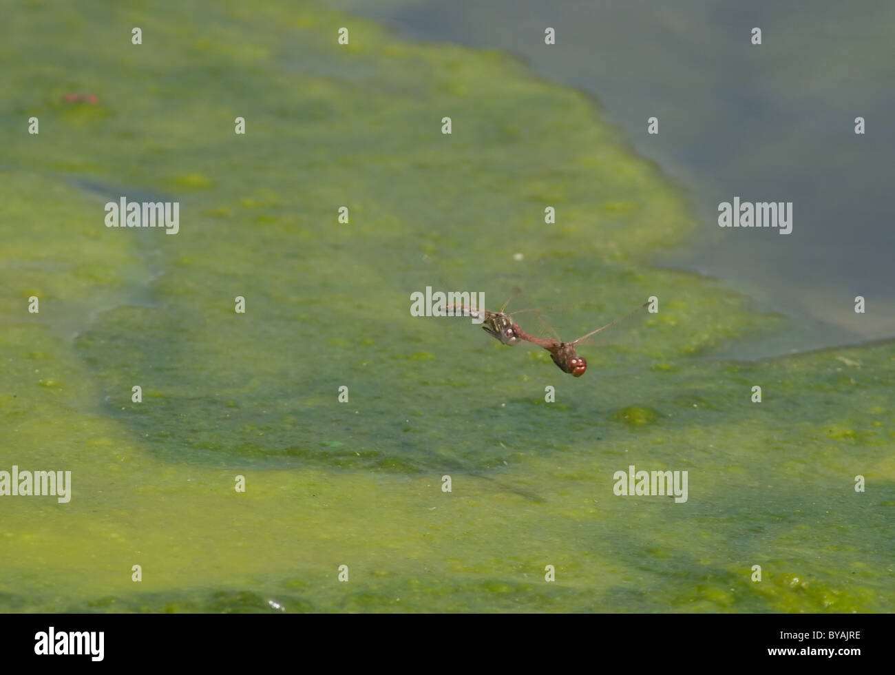 Le variegate Meadowhawk dragonfly giovane (Sympetrum corruptum) deposizione delle uova Foto Stock