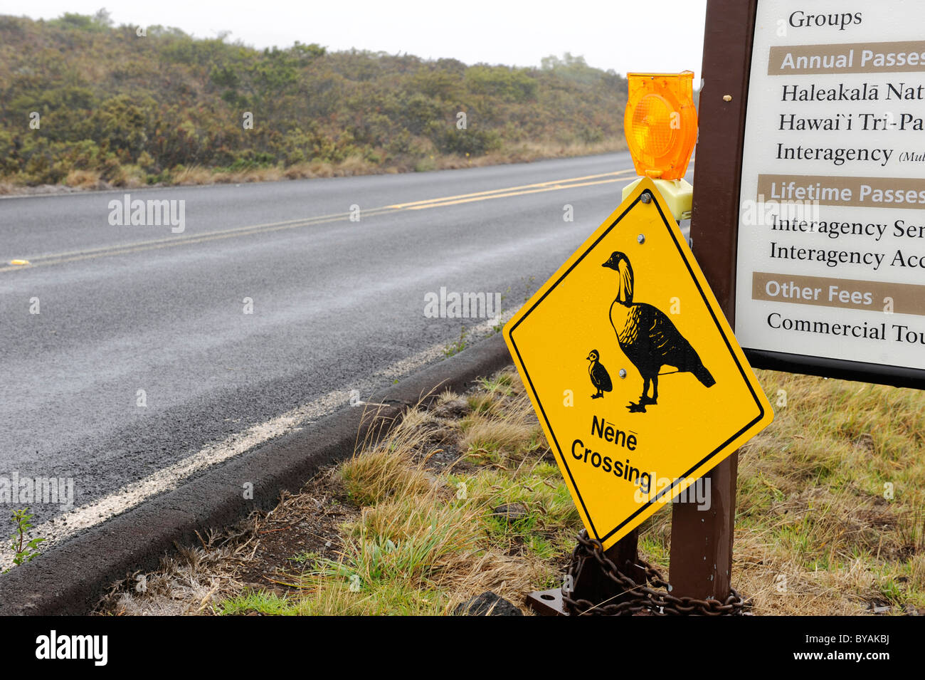 Nene attraversando segno Haleakala National Park Hawaii Maui Foto Stock
