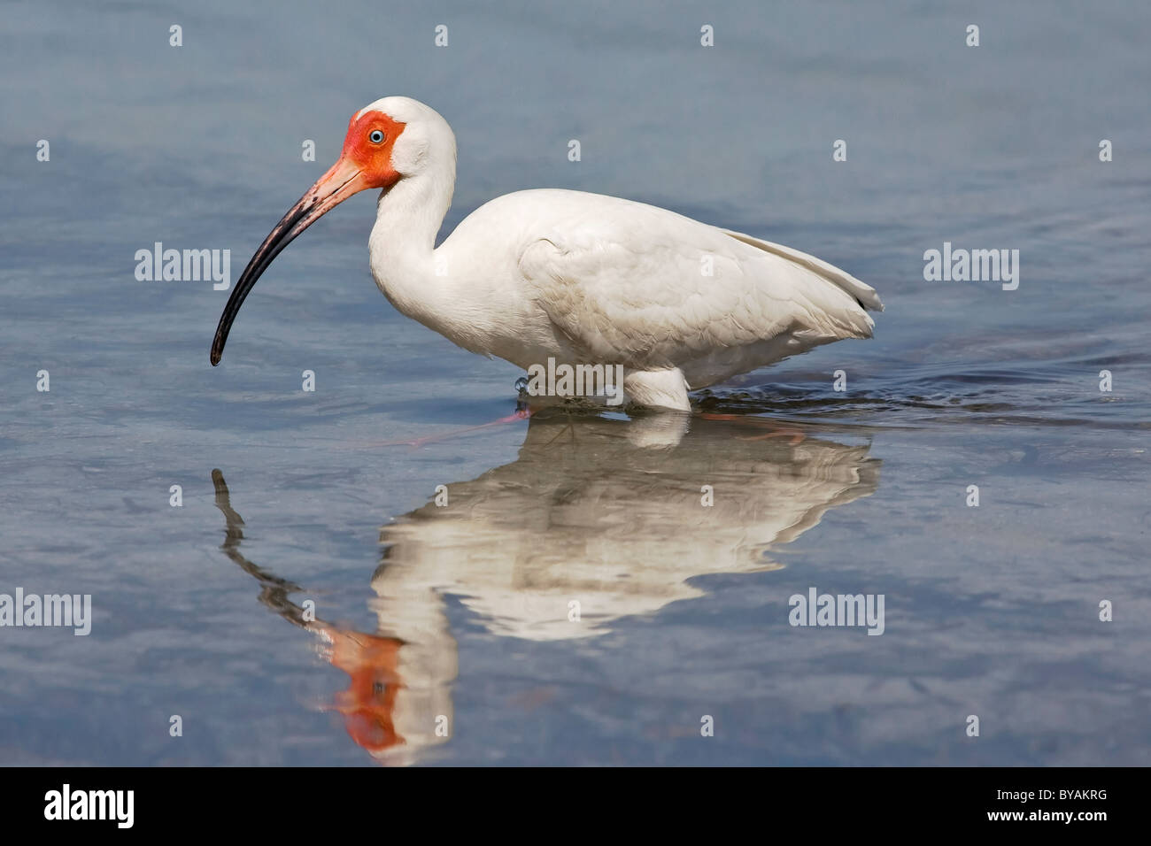Un adulto bianco Ibis la pesca in una laguna costiera Foto Stock