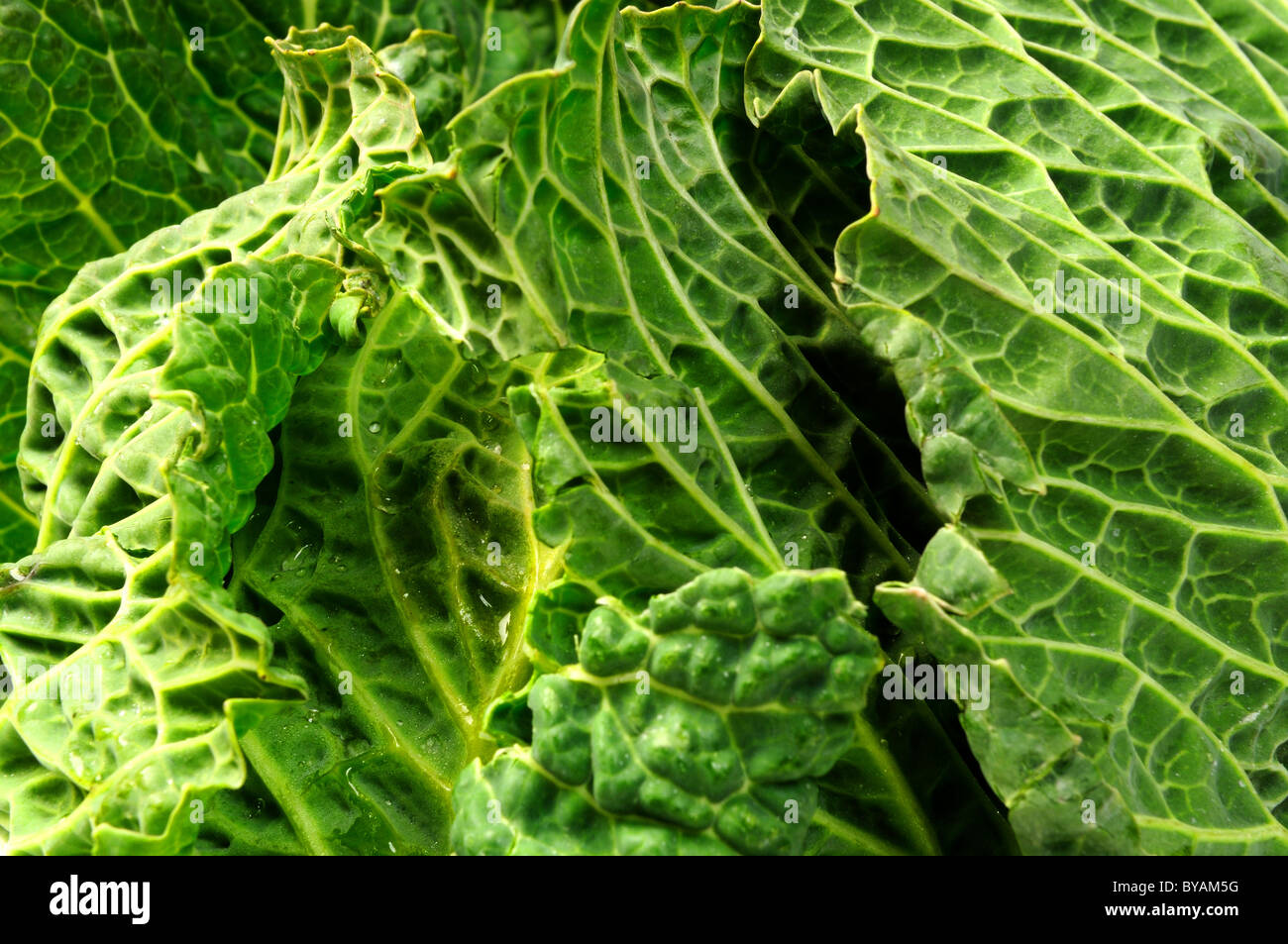 Lincolnshire cavolo verde. Foto Stock