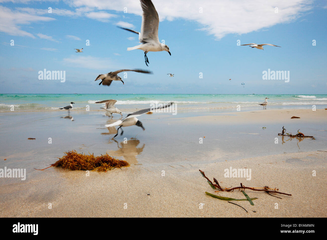Gabbiani sulla spiaggia di Miami Beach Foto Stock
