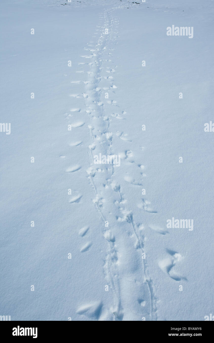 Tracce nella neve fatto di pinguini dal sottogola (Pygoscelis antarcticus), Barrientos isola, a sud Shetland, Antartide Foto Stock