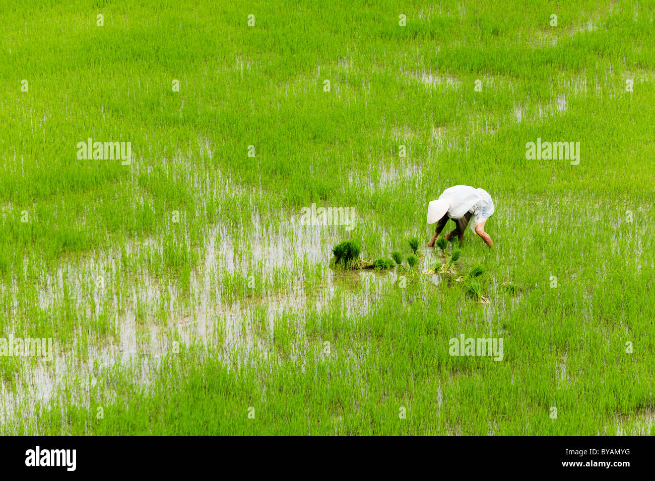 Il vecchio uomo semina Riso appena a sud di Quy Nhon in Vietnam Foto Stock
