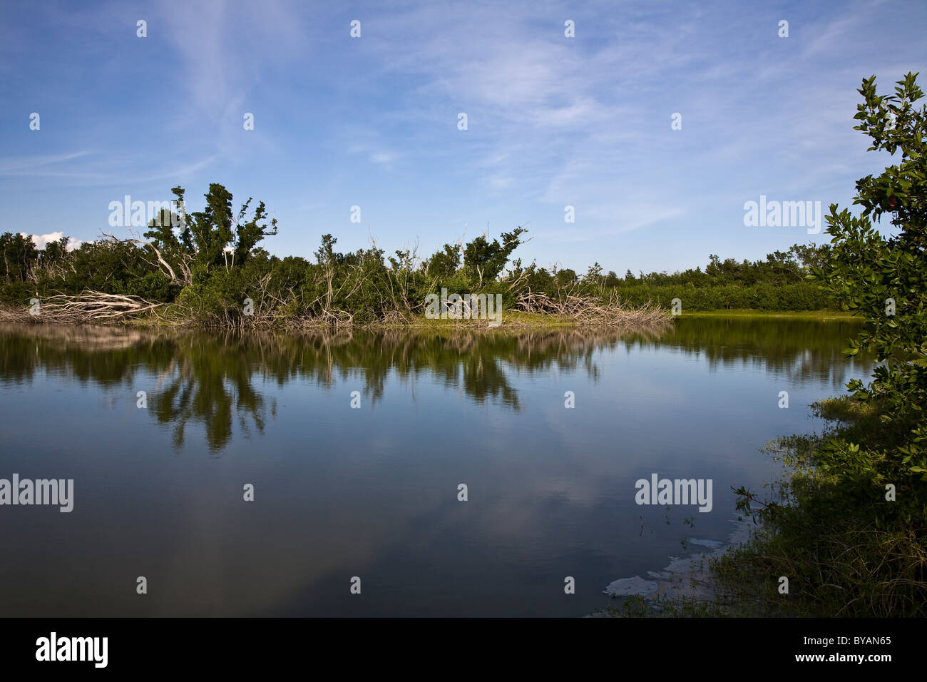 Mrazek stagno, Everglades National Park, Florida, Stati Uniti d'America Foto Stock