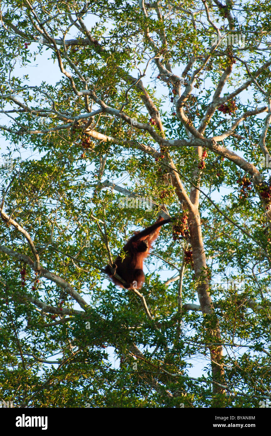 Wild (orangutan Pongo pymaeus) mangiare i fichi in un figtree da Sungai Kinabatangan nel Borneo, Malaysia Foto Stock