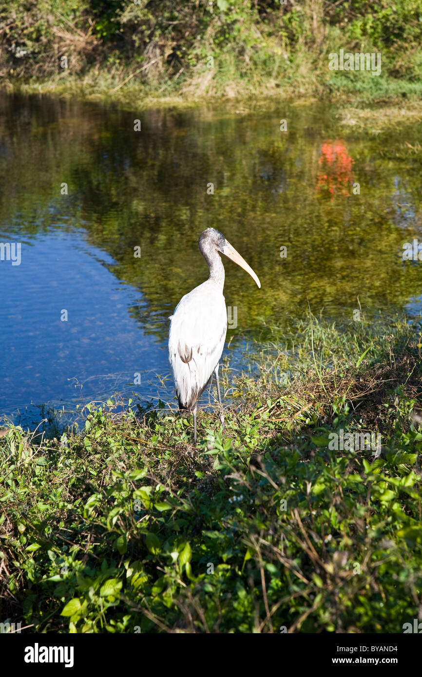 Una cicogna legno orologi pazientemente per la preda lungo il bordo del laghetto Mrazek, Everglades National Park, Florida, Stati Uniti d'America Foto Stock