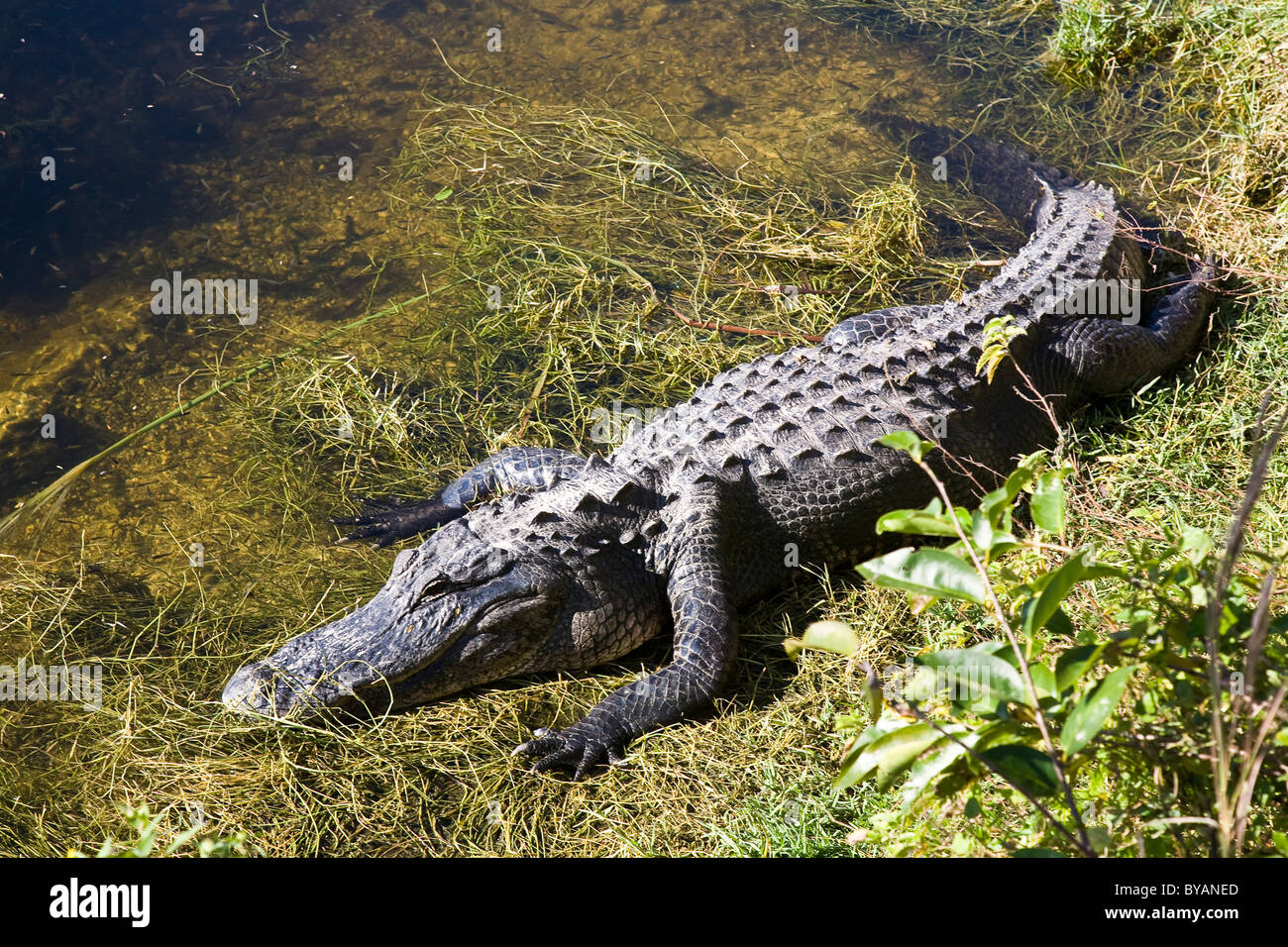 In posa a pochi metri di distanza dal Anhinga Trail, questa grande 'Gator è un sicuro attenzione-getter, Everglades National Park, FL, Stati Uniti d'America Foto Stock