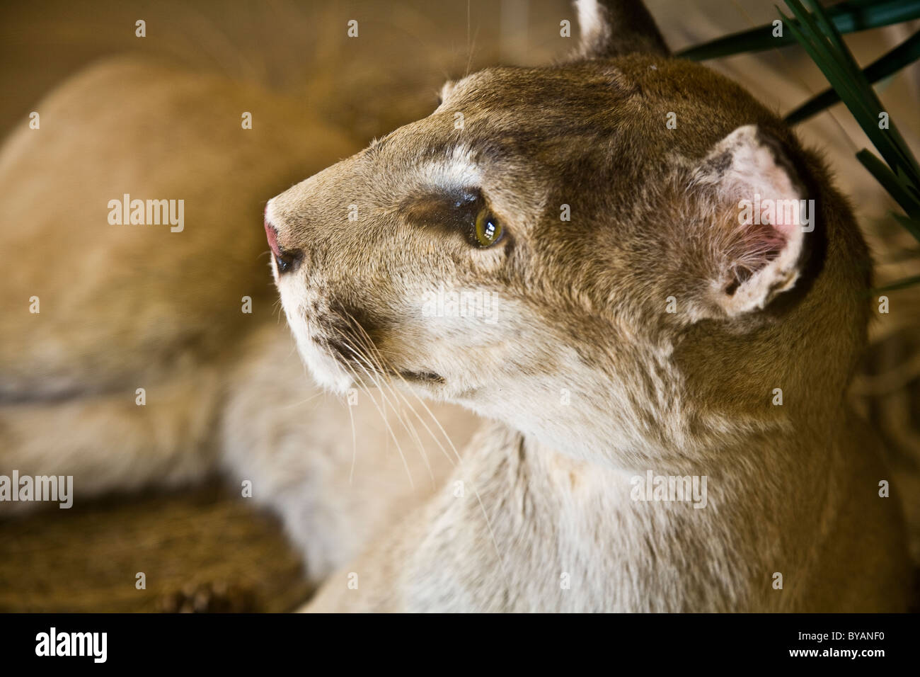 Florida panther campioni in un espositore all Oasi Visitor Center, Big Cypress National Preserve, Florida, Stati Uniti d'America Foto Stock
