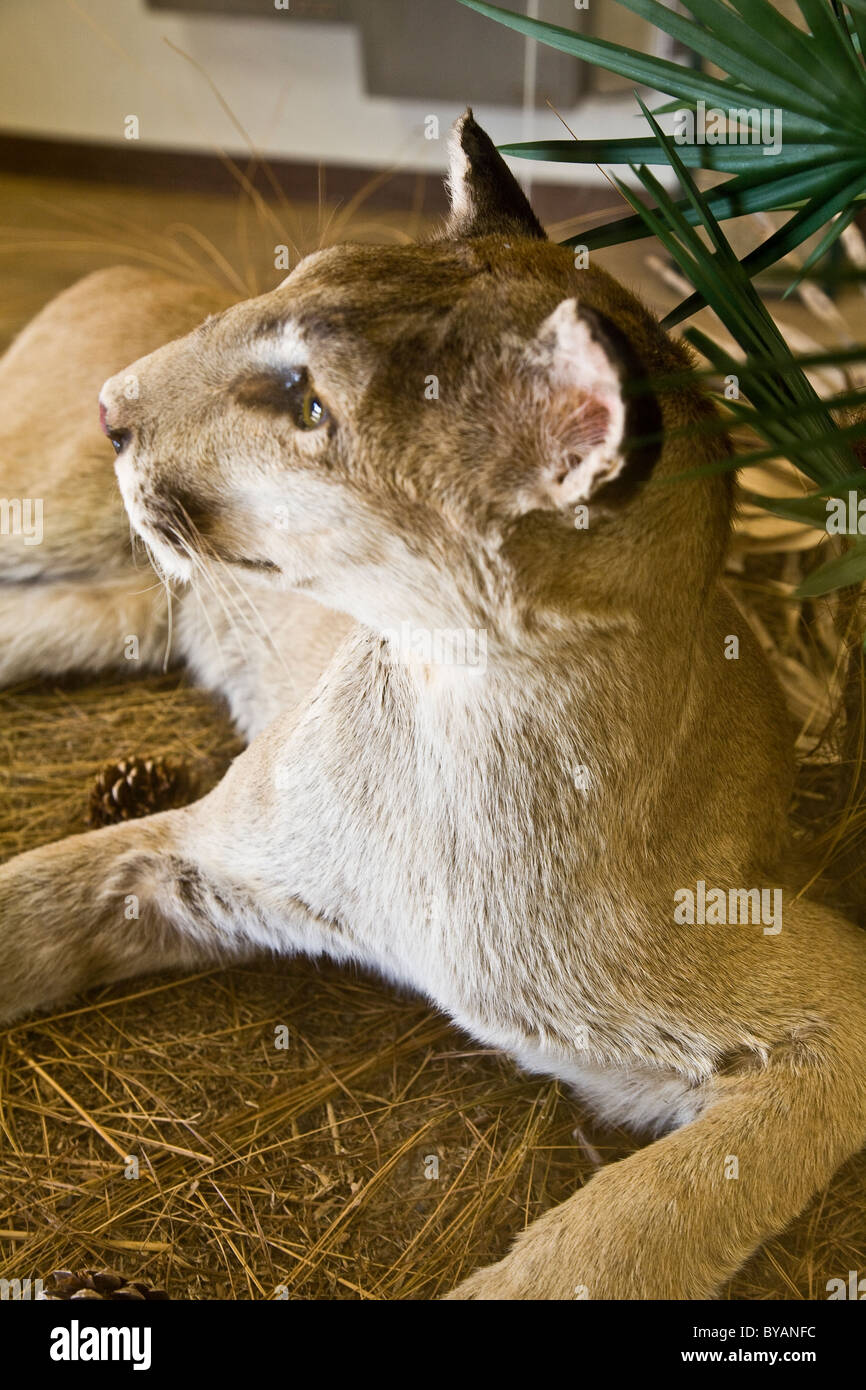 Florida panther campioni in un espositore all Oasi Visitor Center, Big Cypress National Preserve, Florida, Stati Uniti d'America Foto Stock