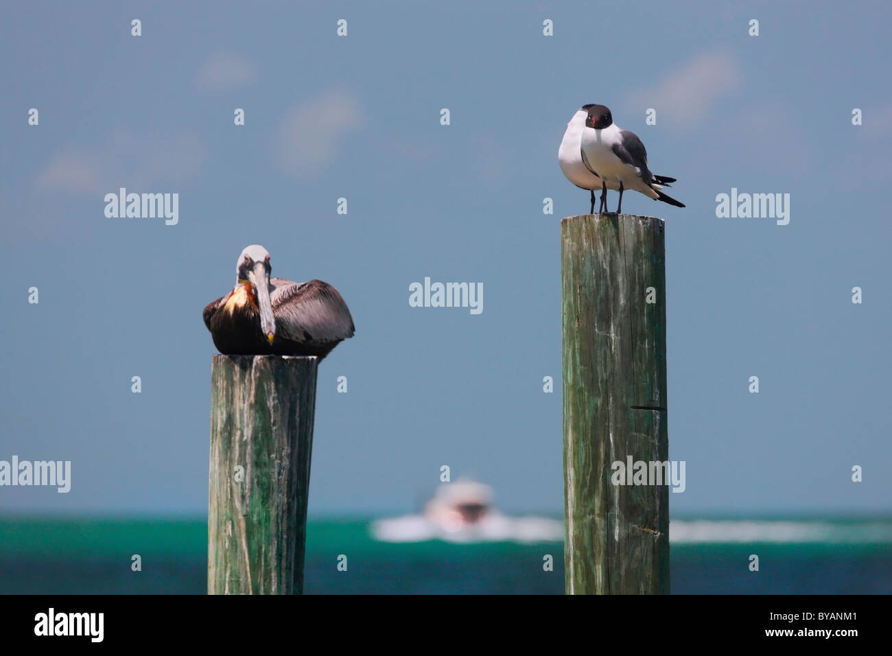 Due uccelli rilassante riposo sul palo di legno, nero intitolata gull e Pelican Foto Stock