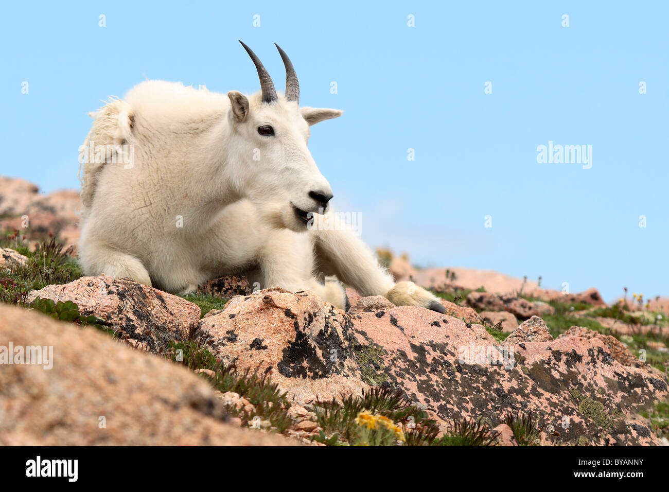 Una montagna di capra dal chiamante sulla cima di una montagna. Foto Stock