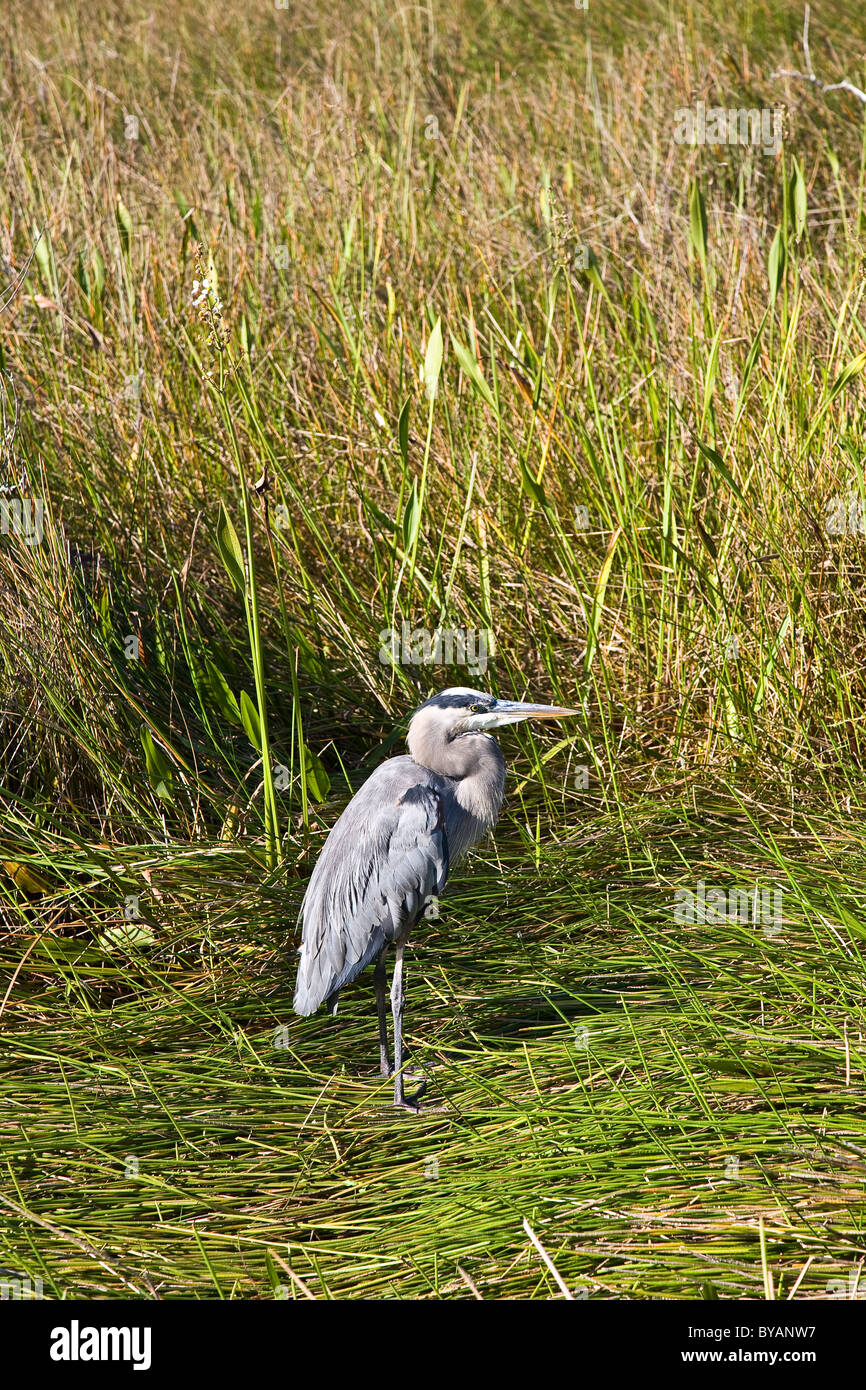 Heron, Anhinga Trail, Everglades National Park, Florida, Stati Uniti d'America Foto Stock