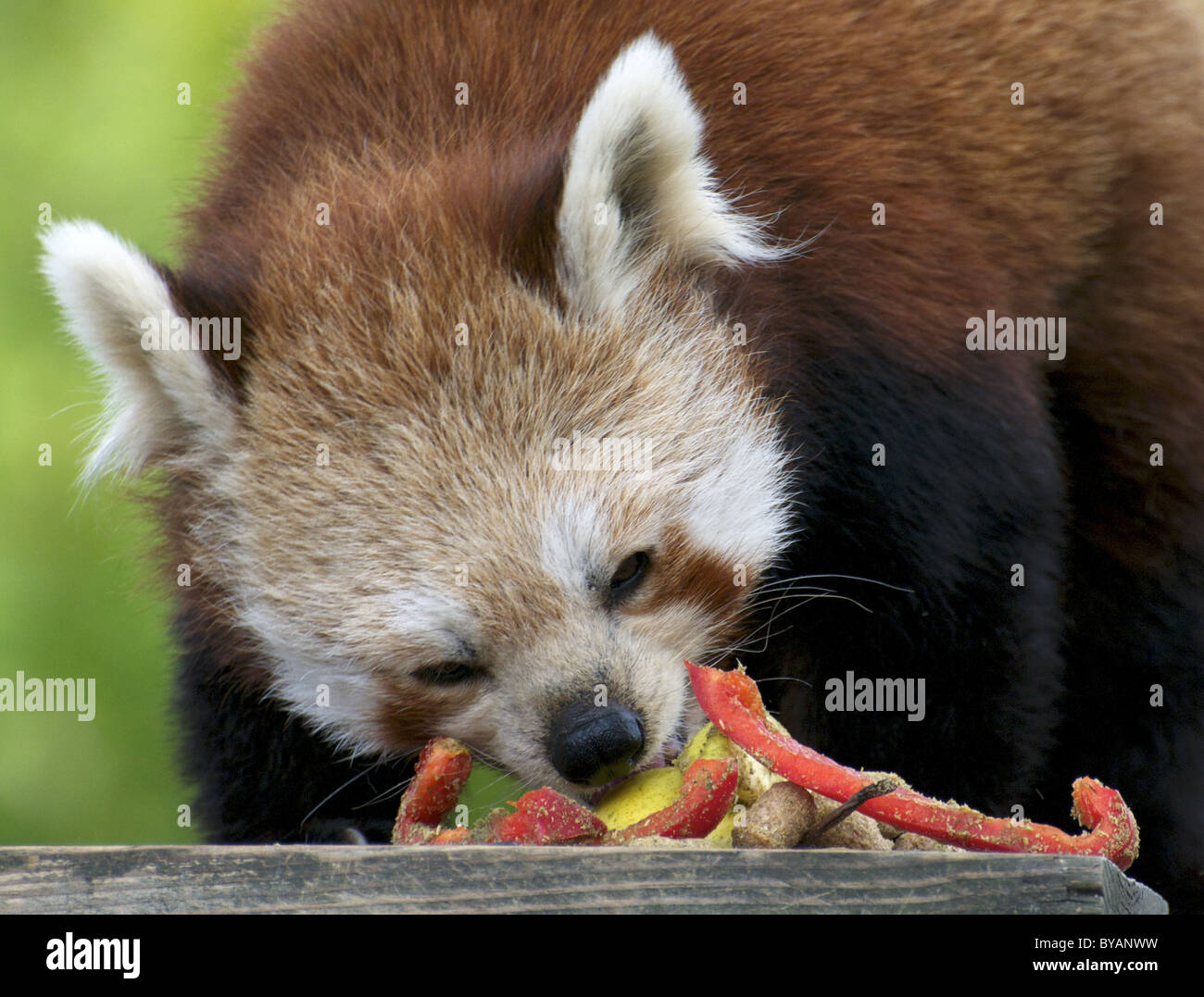 Panda rosso mangiare Foto Stock