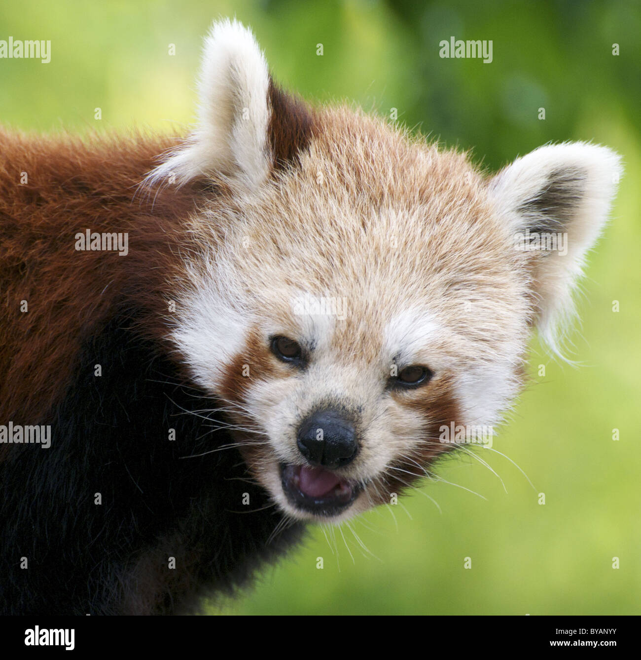 Panda rosso grinning Foto Stock