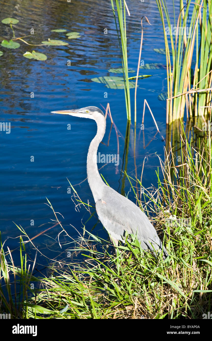 Heron, Anhinga Trail, Everglades National Park, Florida, Stati Uniti d'America Foto Stock