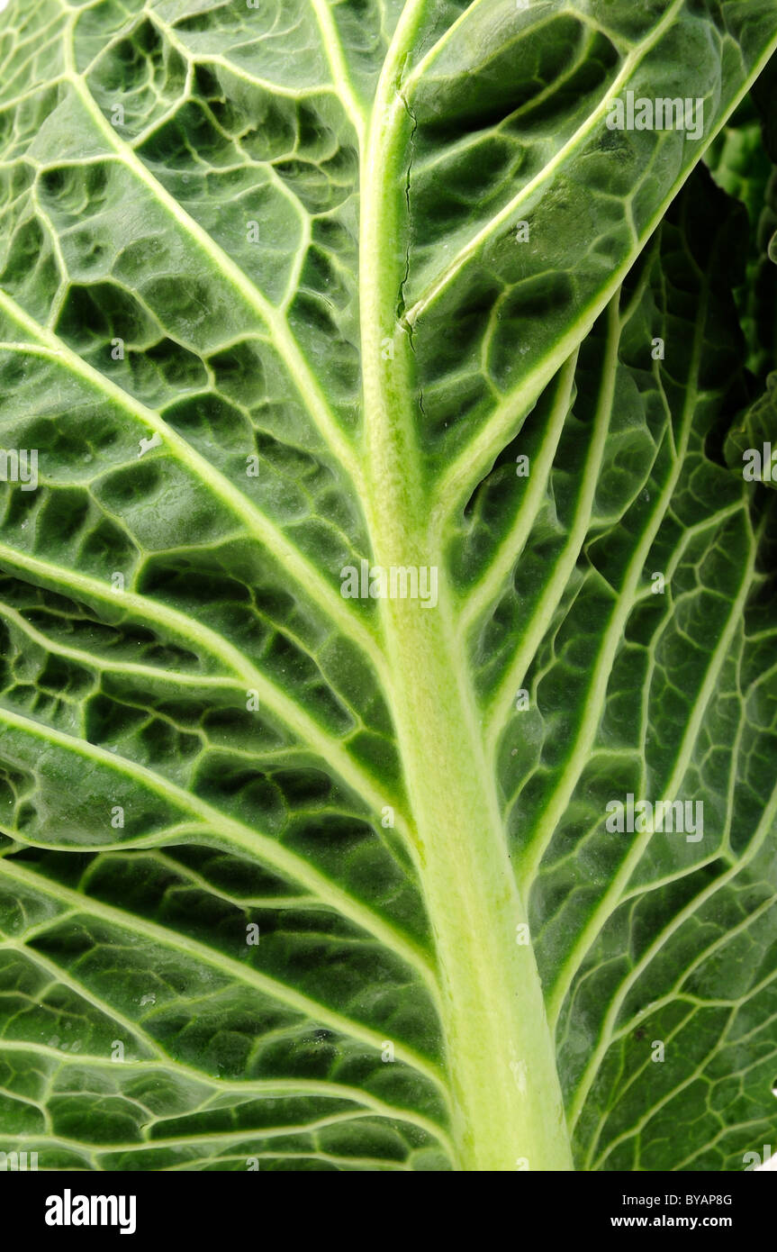 Lincolnshire cavolo verde. Foto Stock
