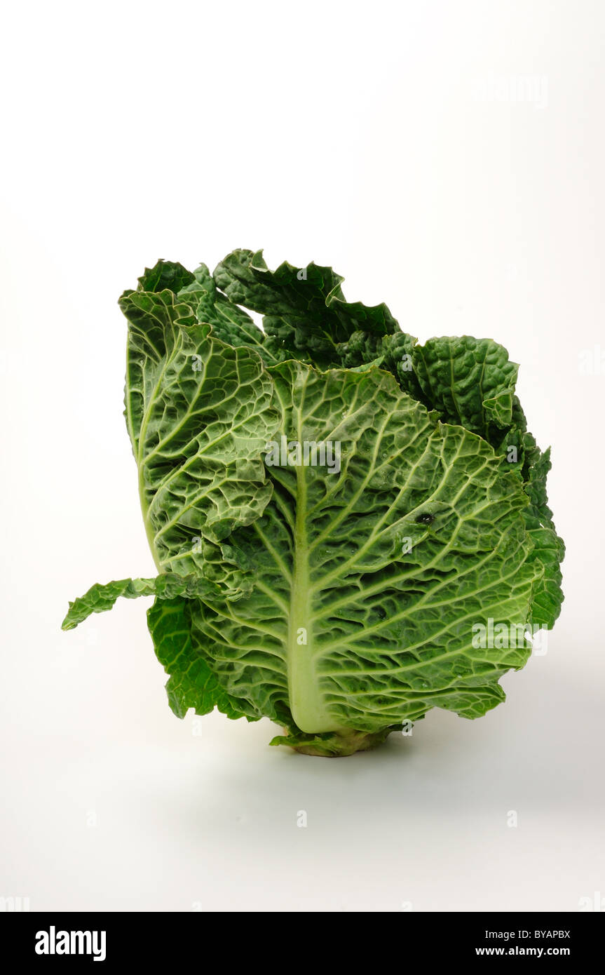 Lincolnshire cavolo verde. Foto Stock