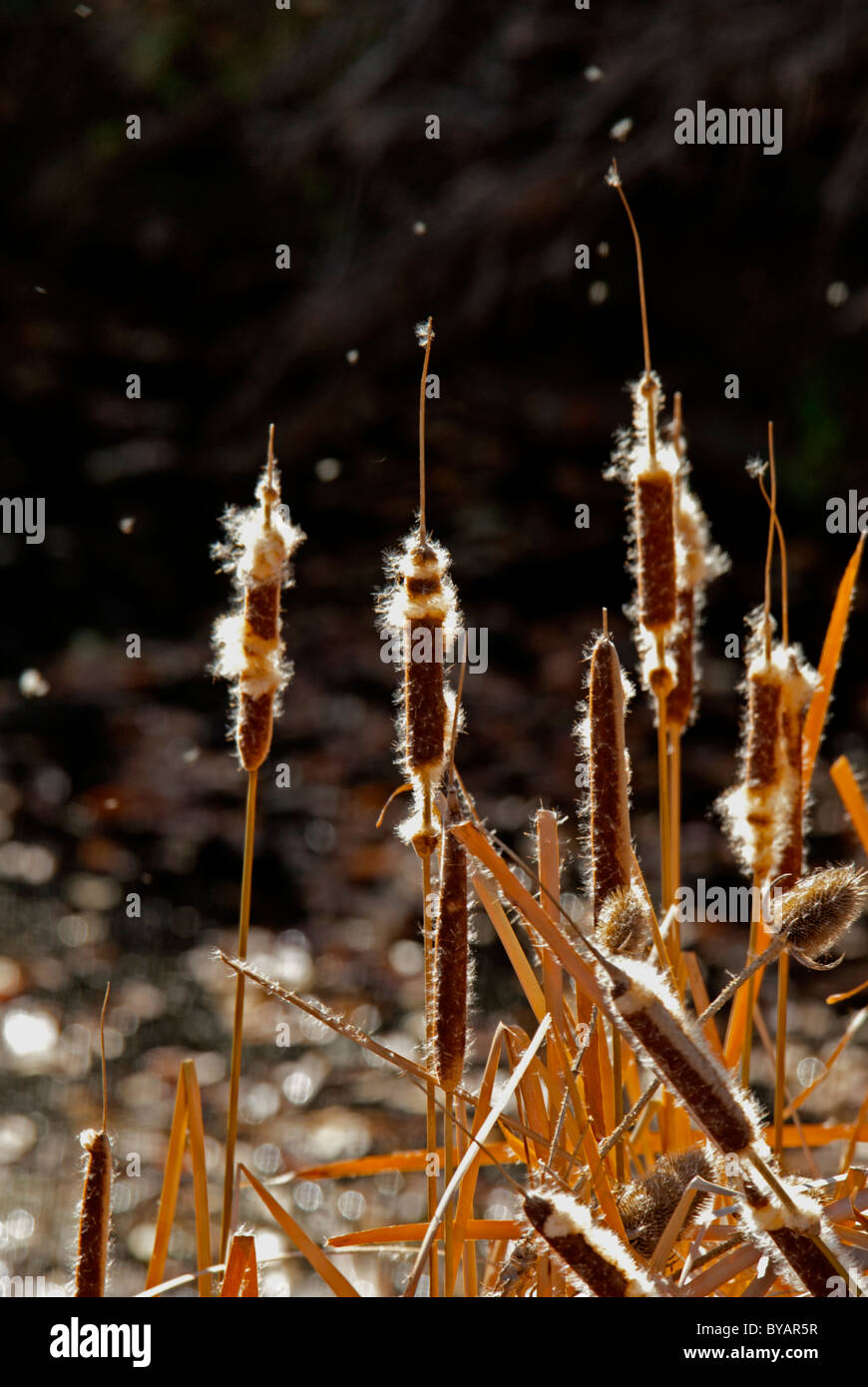 Cattails (Typha latifolia) e (Teasel Dipsacus fullonum) piante in autunno brezza del mattino. Immagine che mostra la dispersione di semi nel vento. Foto Stock