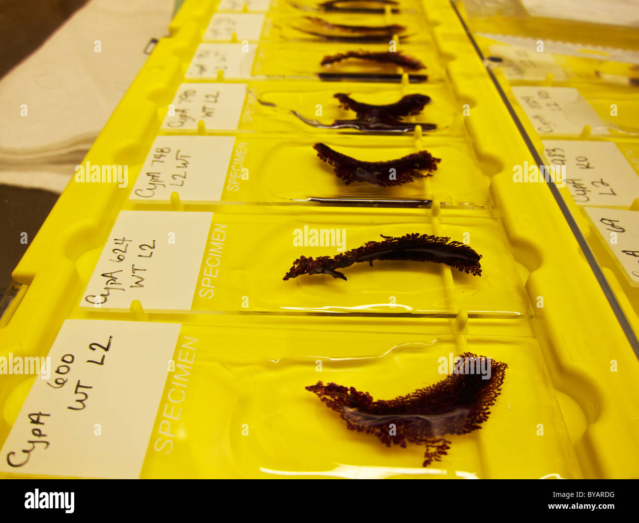 Mouse di ghiandola mammaria specimans in laboratorio di ricerca. Foto Stock