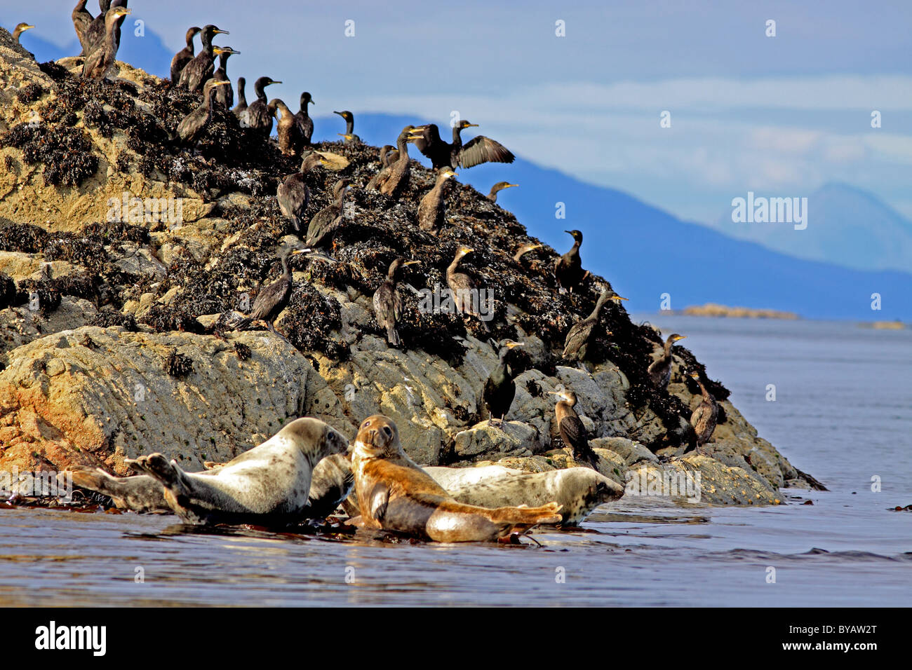 Regno Unito Mare delle Ebridi isola di Coll Ebridi Interne comuni di guarnizioni e Shags su roccia Foto Stock