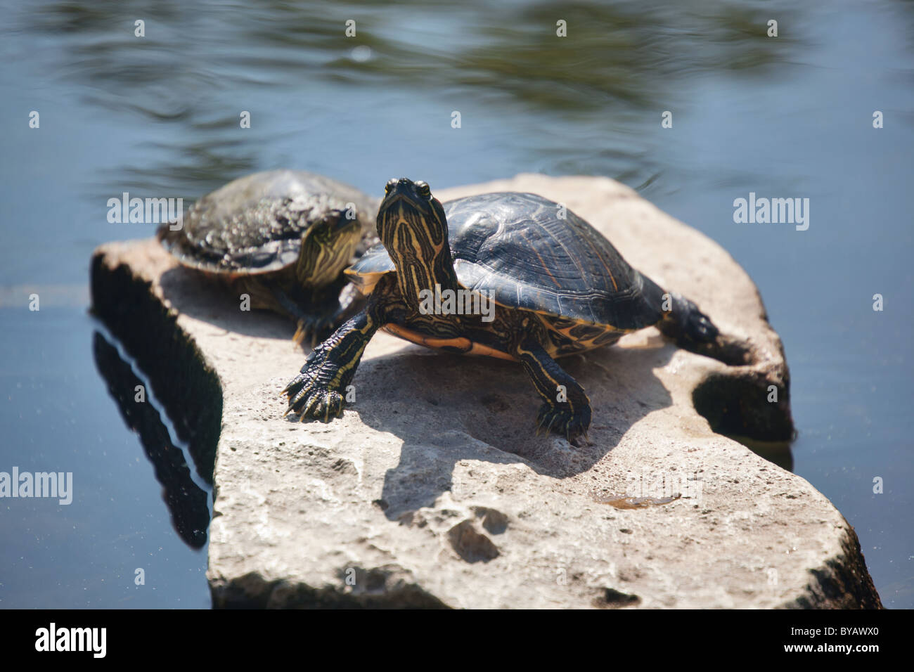 La tartaruga in stagni di tartaruga presso la University of Texas di Austin, Stati Uniti d'America Foto Stock