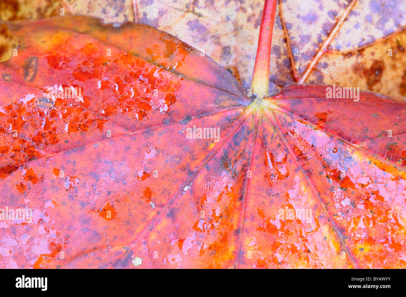 Foglie di Acero (Acer) in autunno, coperto con gocce di pioggia Foto Stock