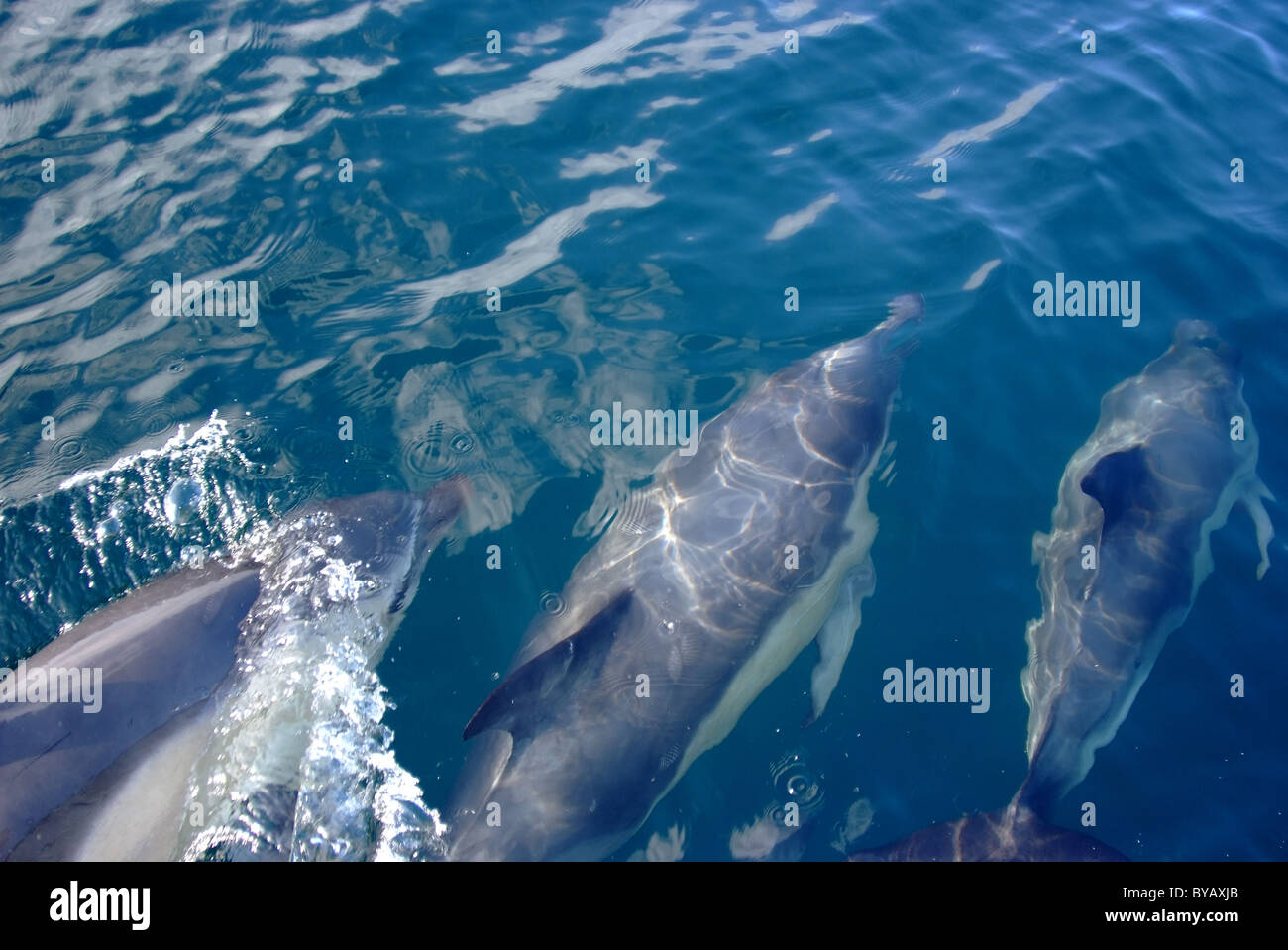 Delfini comuni nuoto accanto a barca Foto Stock