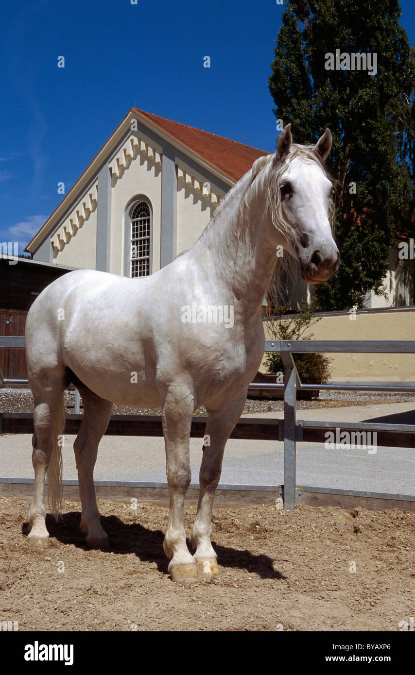 Lipizzaner Stud Piber vicino Köflach, Stiria, Austria Foto Stock